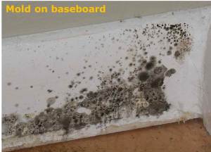 Mold On Baseboard